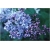 Nasiona Lilak bez niebieski szt.10 Nxx417