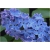 Nasiona Lilak bez niebieski szt.10 Nxx417