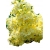 Nasiona Lilak bez żółty szt.10 N418