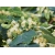nasiona Lipa drobnolistna Tilia cordata szt5 Fore232