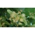 nasiona Lipa drobnolistna Tilia cordata szt5 Fore232