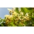 nasiona Lipa szerokolistna Tilia platyphyllos szt5 Fore233