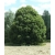 Nasiona Lipa drzewo szt.5 Nxx723