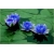 Nasiona Lotos niebieski szt.2 Nxx158