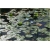 Nasiona Lotos niebieski water lily seeds