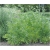 Nasiona Lubczyk ogrodowy szt.10 Nxx503