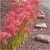 Nasiona Lykoris Pajęcza lilia różowa szt.2 Nxx459
