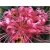 Nasiona Lykoris Pajęcza lilia różowa szt.2 Nxx459