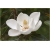 Nasiona Magnolia pośrednia biała szt.3 Nxx636