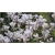 Nasiona Magnolia pośrednia biała szt.3 Nxx636