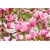 Nasiona Magnolia biało-różowa szt.3 Nxx634