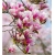 Nasiona Magnolia biało-różowa szt.3 Nxx634