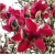 Nasiona Magnolia czerwona szt.3 Nxx637
