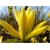Nasiona Magnolia pośrednia żółta szt.3 Nxx633