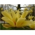Nasiona Magnolia pośrednia żółta szt.3 Nxx633