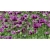 Nasiona Mak fioletowy ogrodowy szt. Nxx563