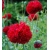 Nasiona Mak czerwony pełny Scarlet szt.10 Nxx696