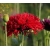 Nasiona Mak czerwony pełny Scarlet szt.10 Nxx696