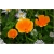 Nasiona Mak pomarańczowy szt.5 Nxx562