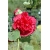 Nasiona Malwa pełna róż-koral. szt.5 Nxx270