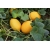 Nasiona Melon słodki Jumbo szt.5 Nxx653