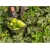 Nasiona Melon zimowy szt.5 Nxx254