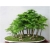 Nasiona Metasekwoja chińska bonsai szt.5 Nxx582
