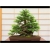 Nasiona Metasekwoja chińska bonsai szt.5 Nxx582