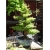 Nasiona Metasekwoja chińska bonsai szt.5 Nxx582