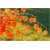 Nasiona Miechunka jadalna szt.5 Nxx105