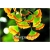 Nasiona Miłorząb tęcza szt.2 Nxx387
