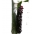 Nasiona Morwa czarna długie owoce szt.5 N423