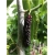 Nasiona Morwa czarna owoce szt.5 Nxx423