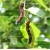 Nasiona Morwa czarna owoce szt.5 Nxx423