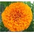 Nasiona Nagietek pełny pomarańczowy szt.5 Nxx499