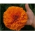 Nasiona Nagietek pełny pomarańczowy szt.5 Nxx499
