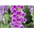 Nasiona Naparstnica purpur Digitalis szt.20 Nxx709