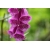 Nasiona Naparstnica purpur Digitalis szt.50 Nxx709