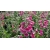 Nasiona Naparstnica purpur Digitalis szt.20 Nxx709