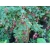 Nasiona Jeżyna bezkolcowa szt.10 Nxx677