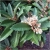 Nasiona Nieśplik japoński eriobotrya miszpelnik japoński kosmatka japońska jadalny szt.3 N437