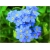 Nasiona Niezapominajka niebieska szt.20 Nxx527