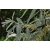 nasiona Oliwnik wąskolistny Eleagnus angustifolia szt5 Fore193