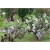 Nasiona Opuncja figowa kaktus szt.5 Nxx592