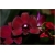 Nasiona Orchidea bordo zwisła szt.5 Nxx316
