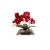 Nasiona Orchidea mini czerwona szt.4 N244