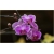 Nasiona Orchidea mini liliowa szt.4 Nxx241