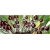 Nasiona Orchidea Twarz Małpy szt.5 Nxx250