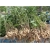 Nasiona Orzacha podziemna szt.5 Nxx399