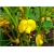 Nasiona Orzacha podziemna szt.5 Nxx399